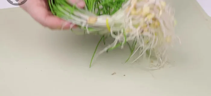 Cut drained spring dong into bite-sized pieces.