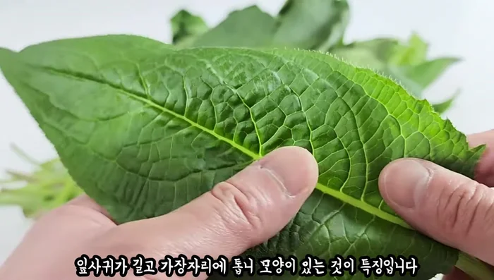 Prepare the gondeul vegetables: Remove hard stems, yellow or watery leaves. Trim messy ends.