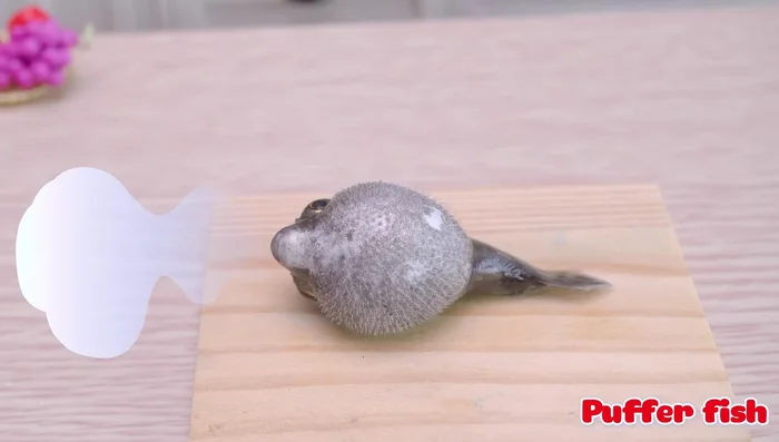 Prepare the puffer fish with salt and turmeric powder.